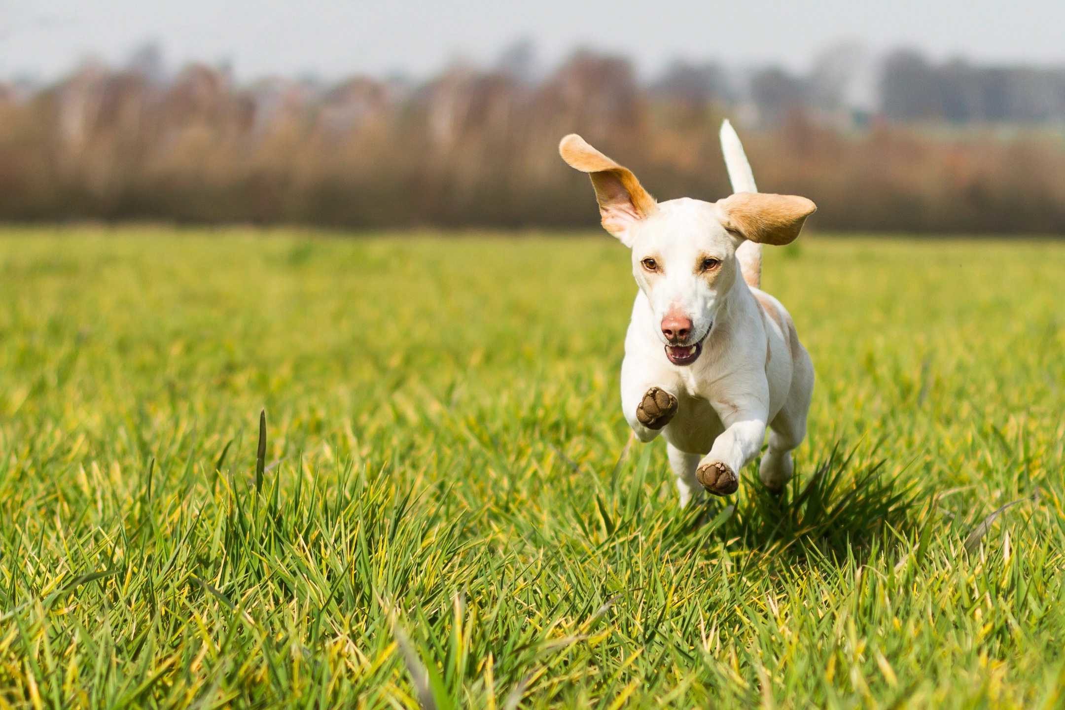 dog-running-grass